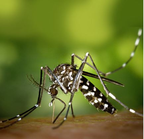 Provvedimenti per la prevenzione ed il controllo delle malattie trasmesse da insetti vettori ed in particolare dalla zanzara tigre (Aedes albopictus)