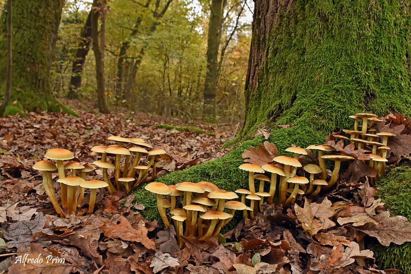 Nuova edizione del corso per la Raccolta Funghi a cura del Gruppo di Vigevano